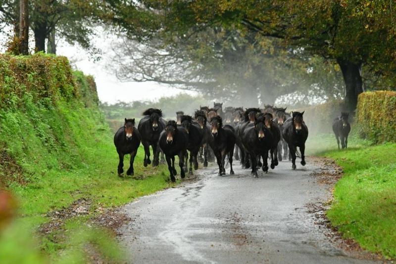 Exmoor Retreat On Two Moors Way Withypool Esterno foto