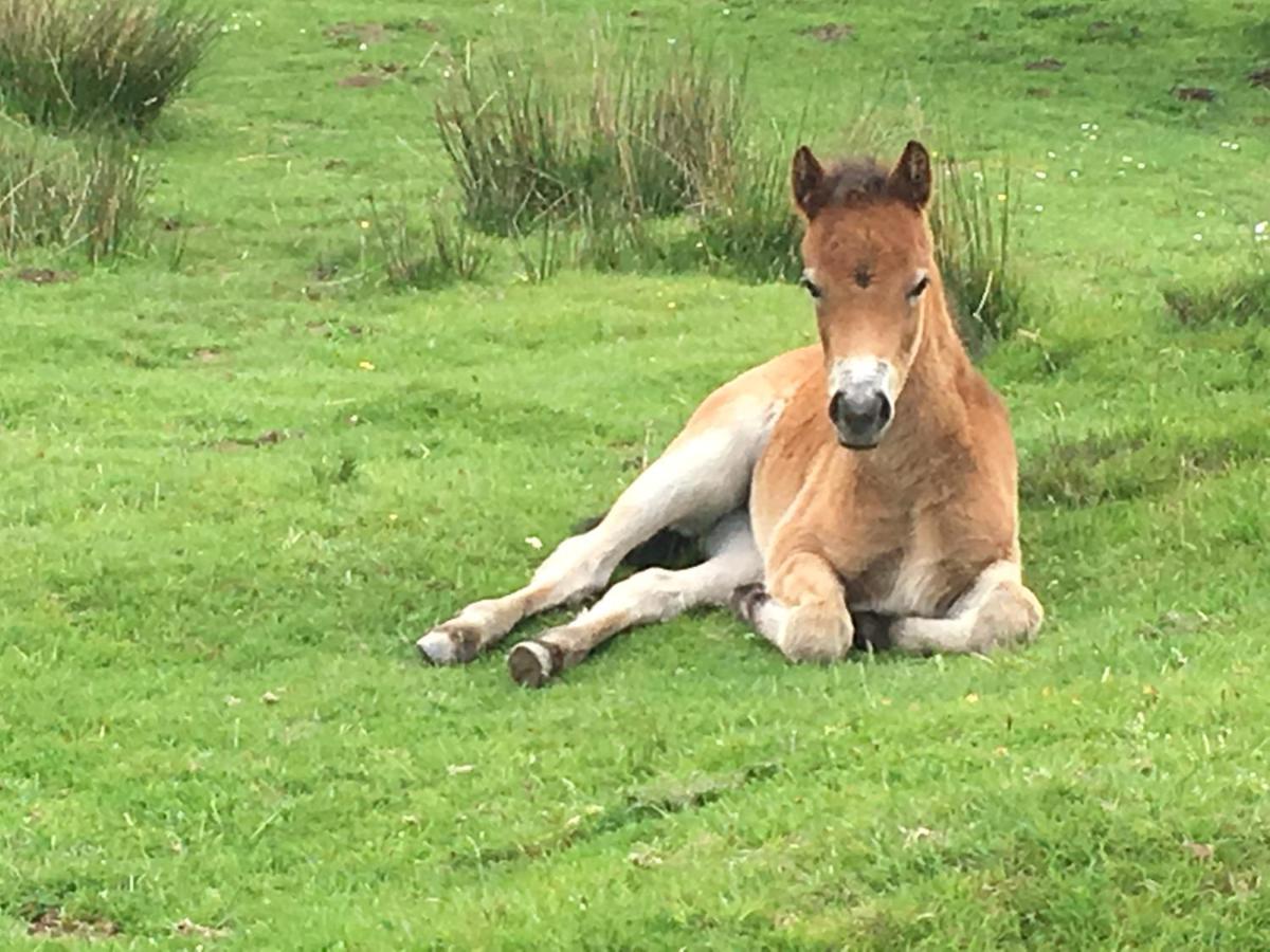 Exmoor Retreat On Two Moors Way Withypool Esterno foto