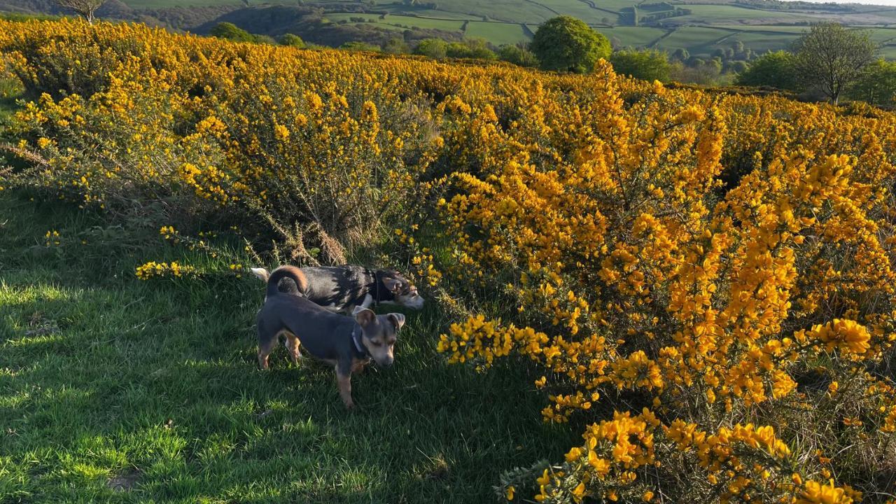 Exmoor Retreat On Two Moors Way Withypool Esterno foto