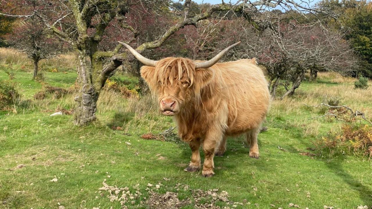 Exmoor Retreat On Two Moors Way Withypool Esterno foto