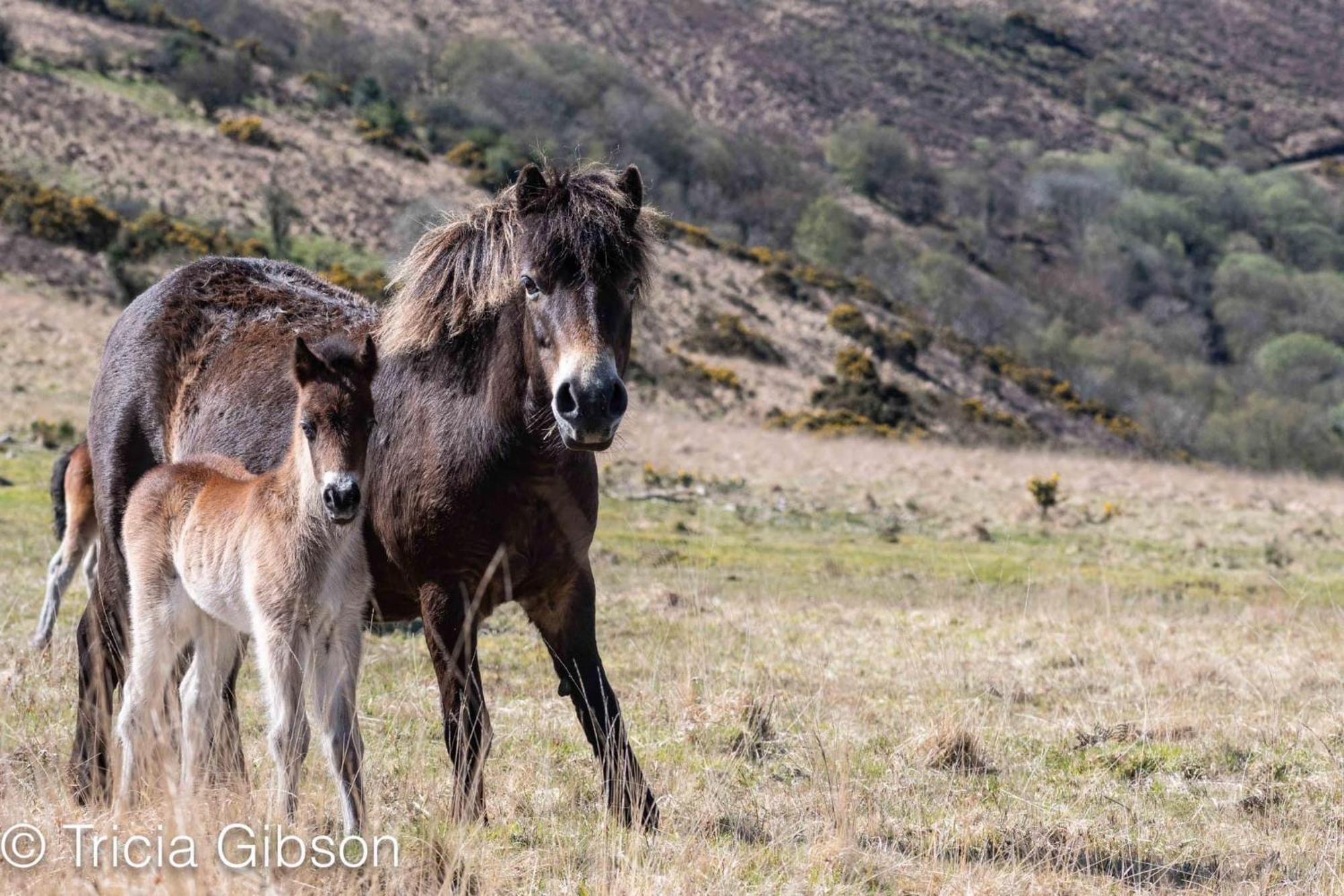 Exmoor Retreat On Two Moors Way Withypool Esterno foto
